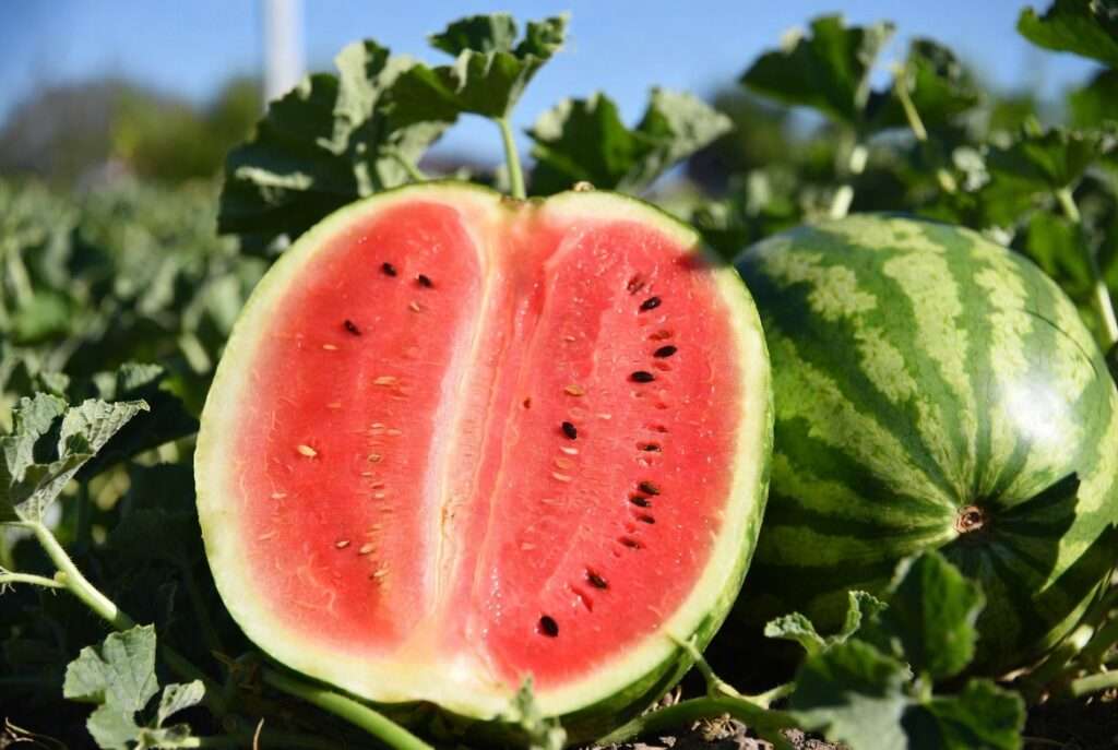 crimson sweet watermelon plant