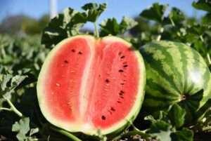 crimson sweet watermelon plant