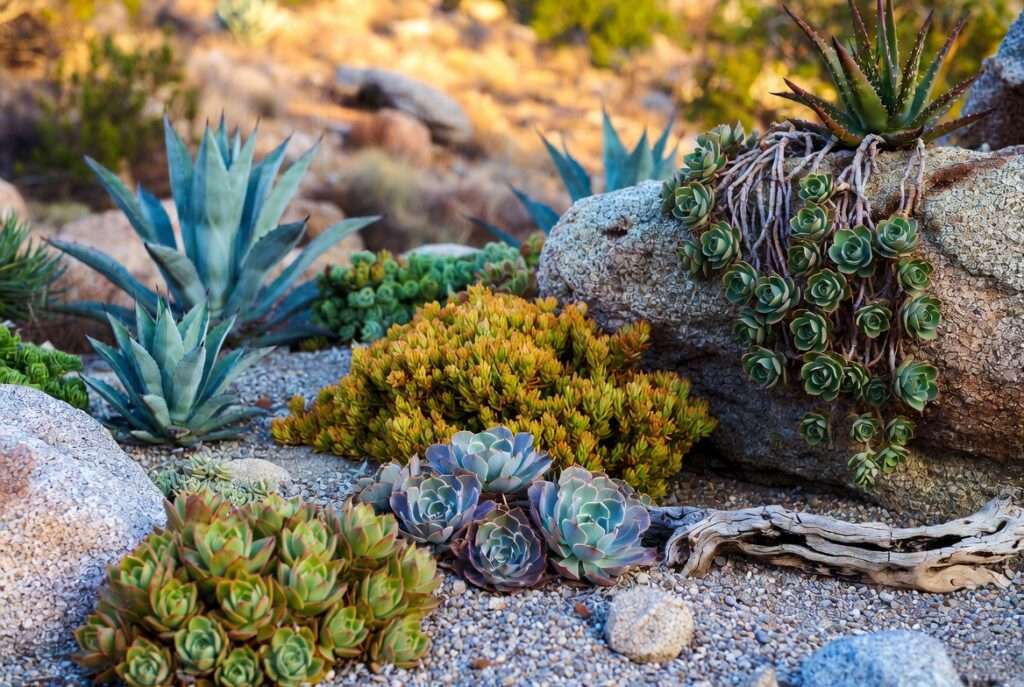 drought tolerant plants succulents