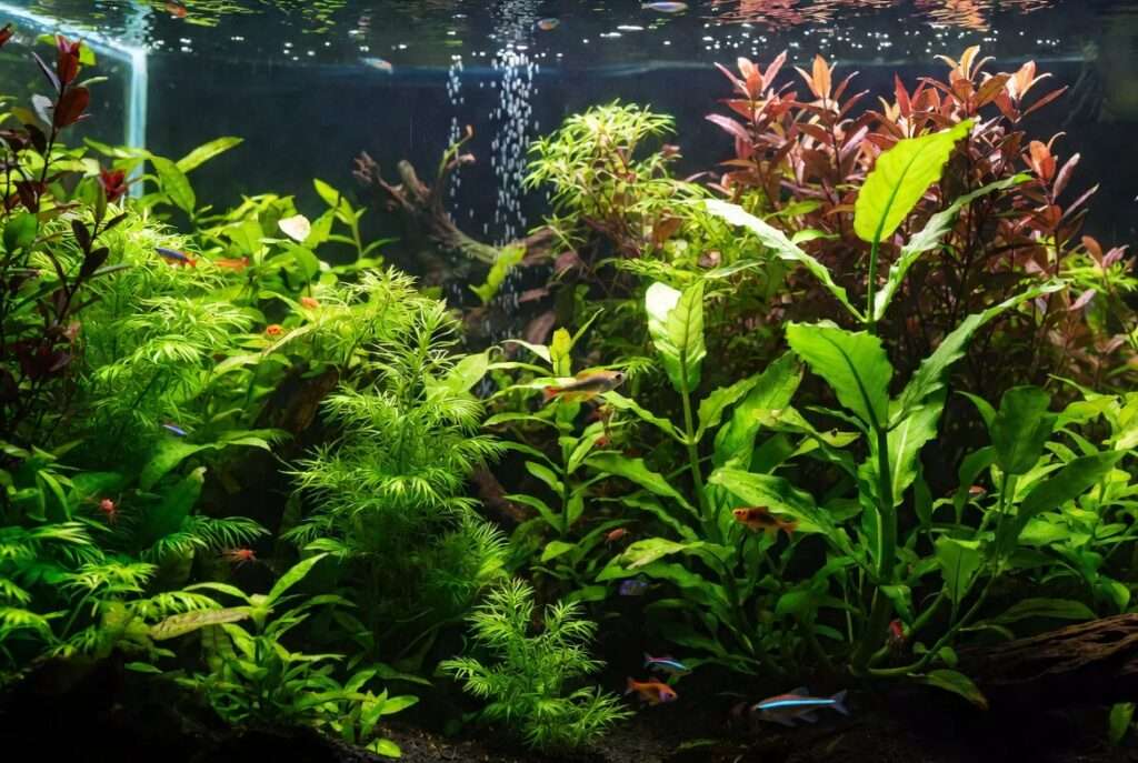fast growing aquarium plants
