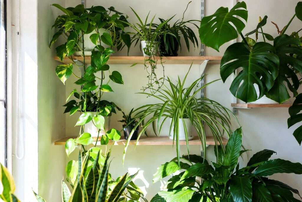 fastest growing indoor plants