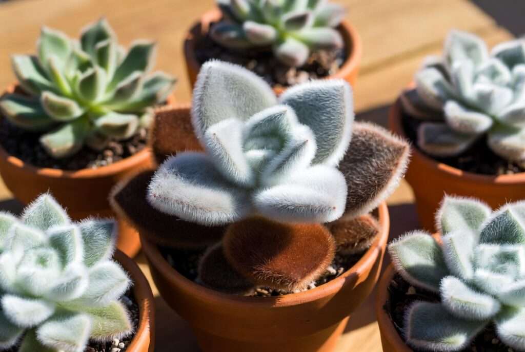 fuzzy succulent plant