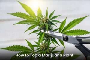 how to top a marijuana plant