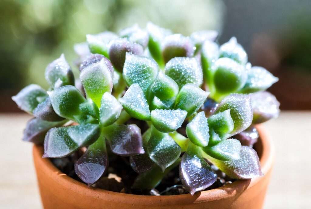 ice succulent plant