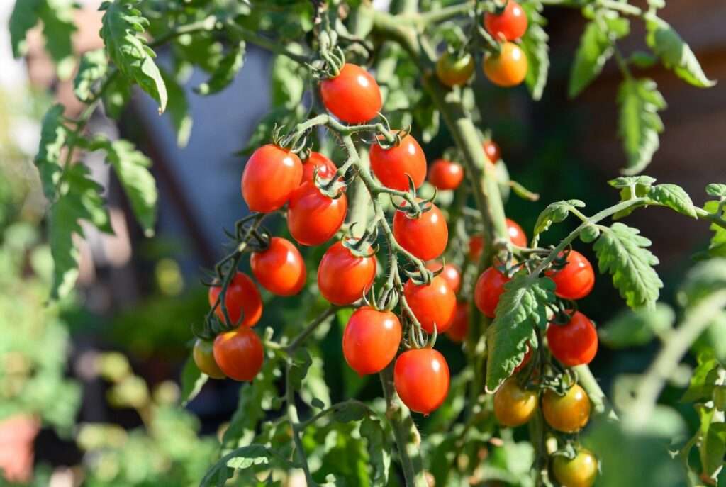 juliet tomato plants