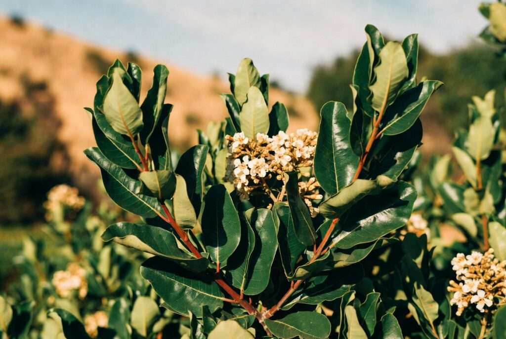 laurel sumac plant