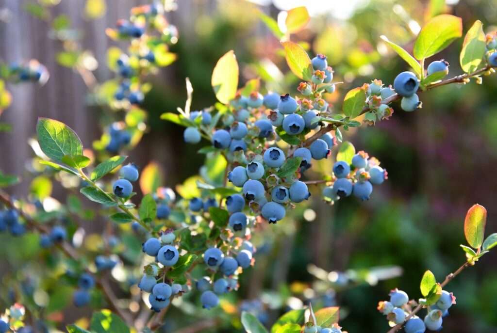 legacy blueberry plant
