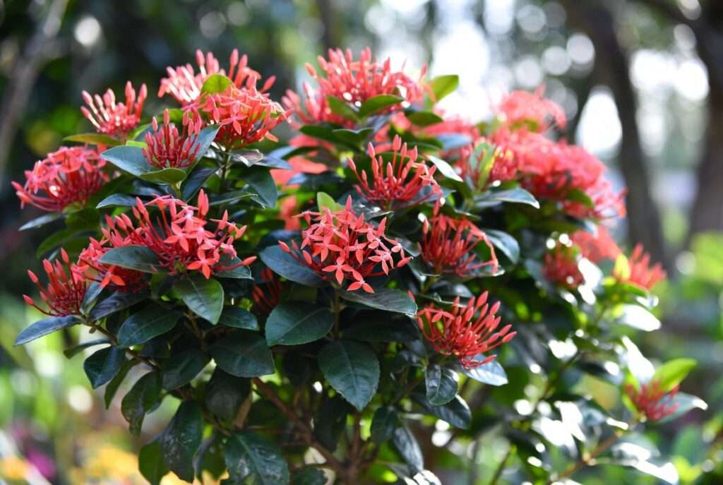 maui red ixora plant
