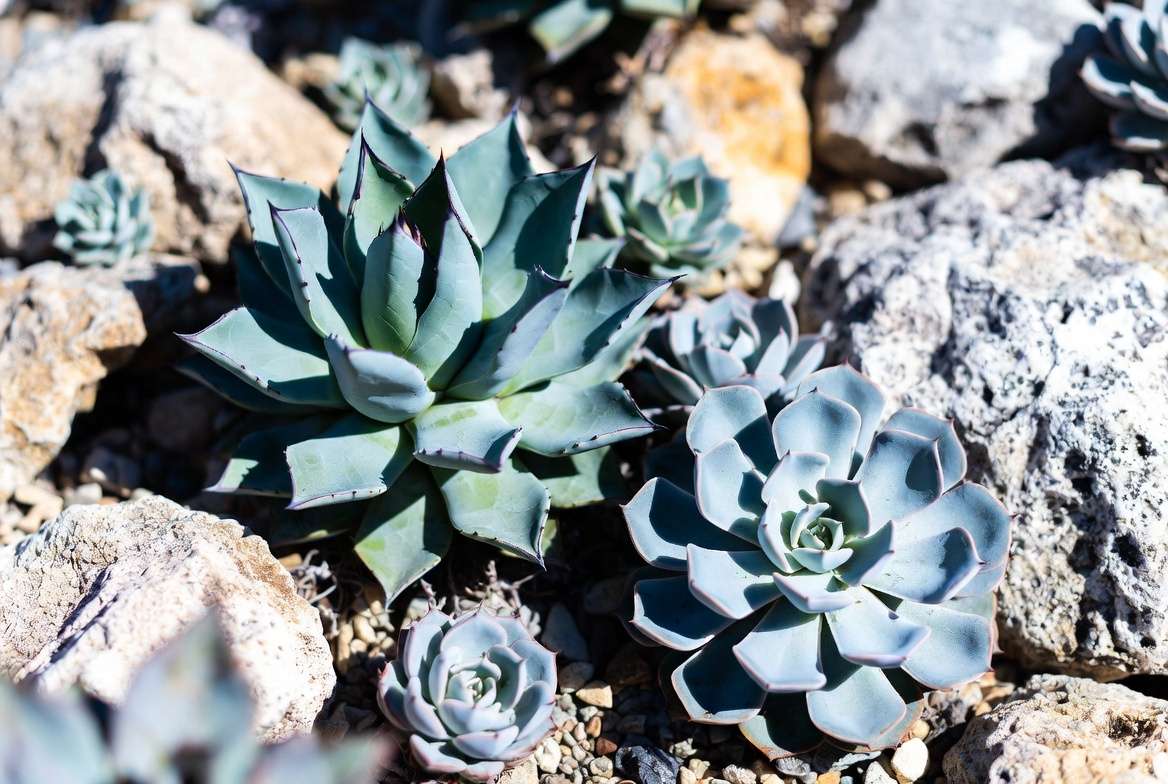 Agave Blue Glow and Echeveria Blue Elf drought tolerant succulents in rock garden