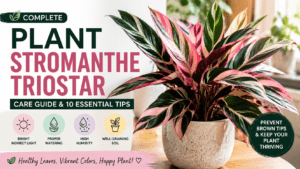 plant stromanthe triostar