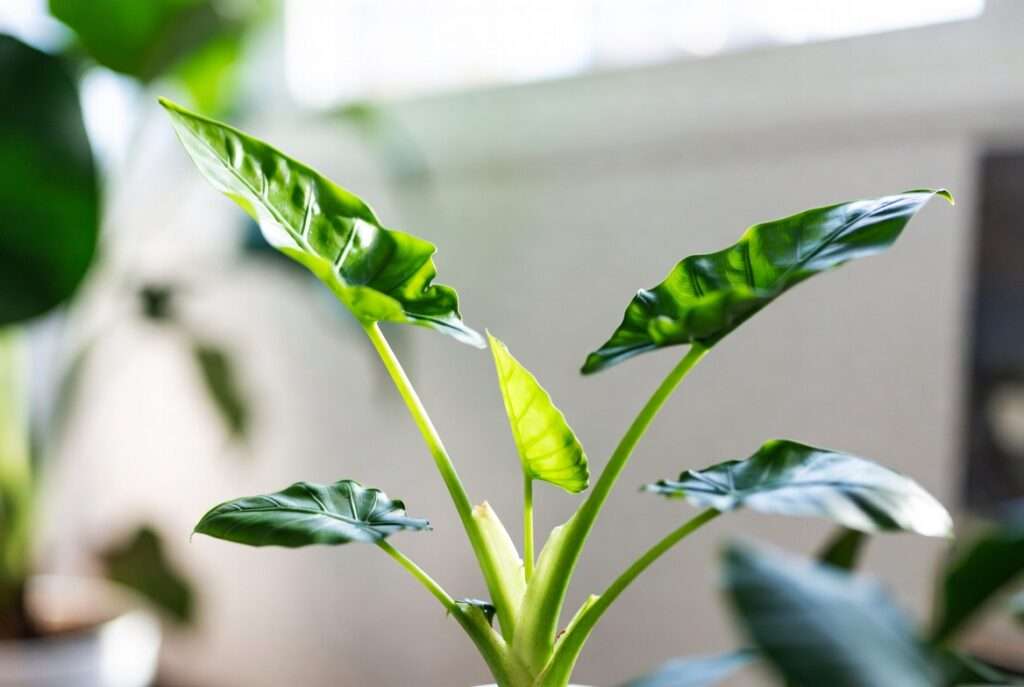 tiny dancer plant