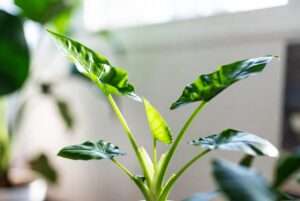 tiny dancer plant
