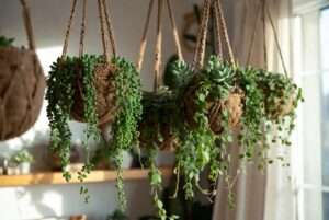 trailing succulent plants