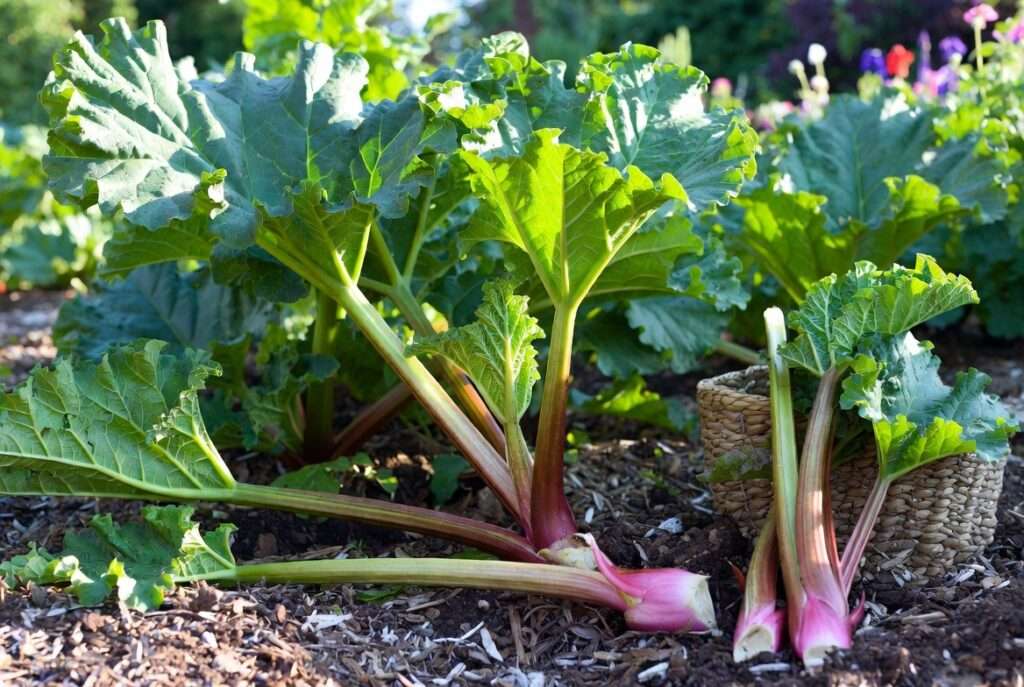 victoria rhubarb plant