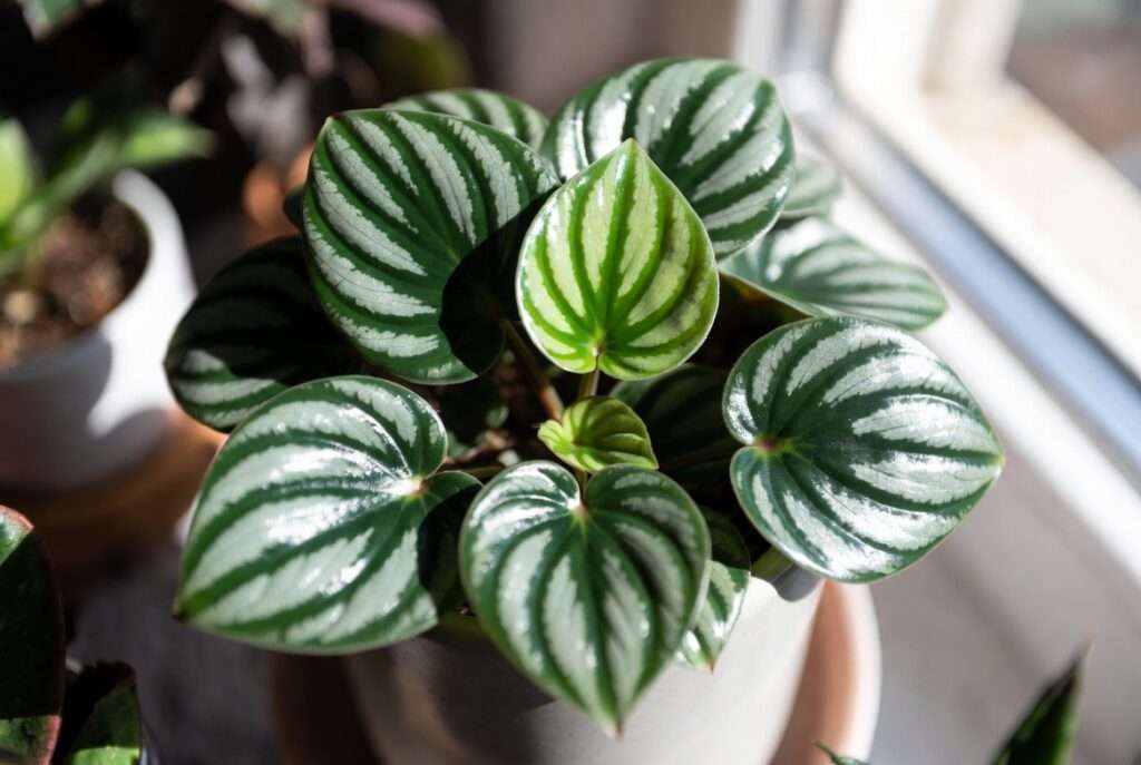 watermelon peperomia plant care