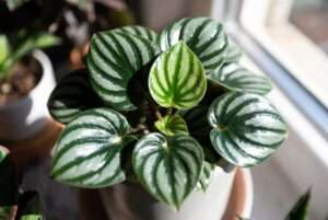 watermelon peperomia plant care