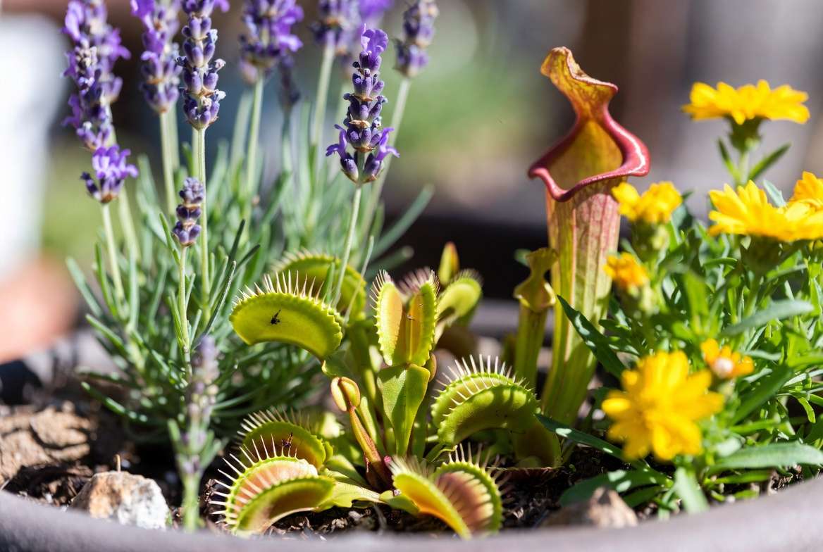 Carnivorous plants like Venus flytrap combined with fly repellent plants