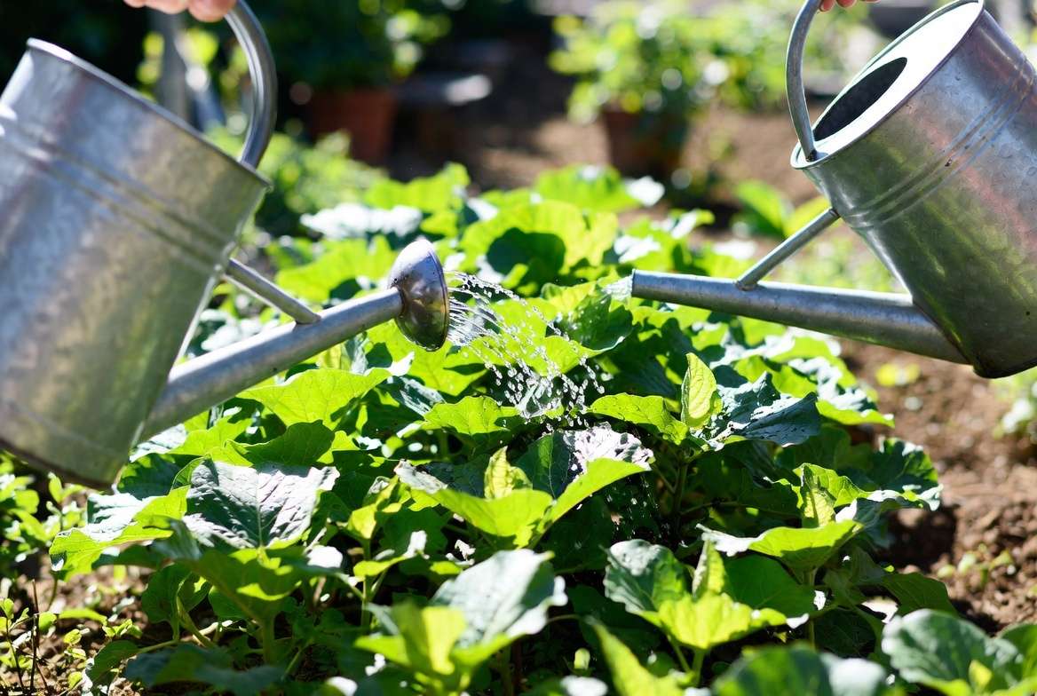 Natural organic fertilizers and compost tea for rapid plant growth