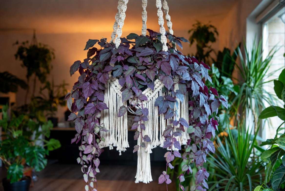 Beautiful mature purple passion vine plant in hanging basket home decor