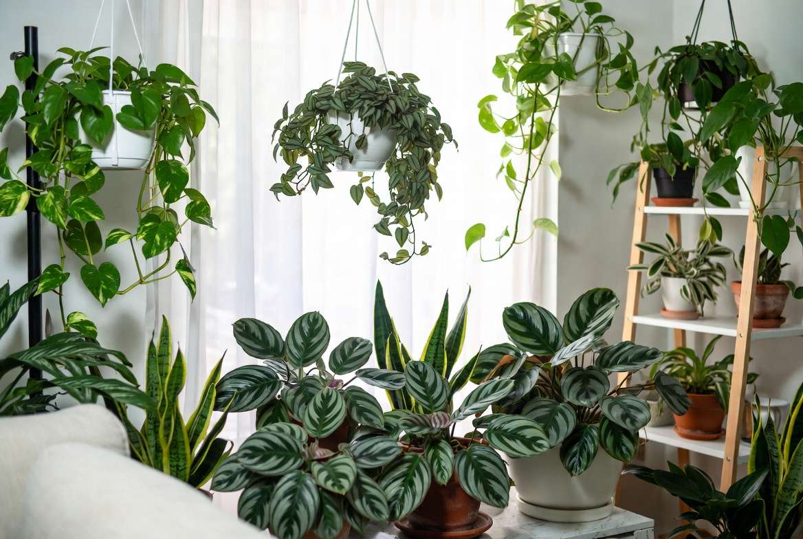 Styling and advanced care for beautiful Silver Queen plants indoors