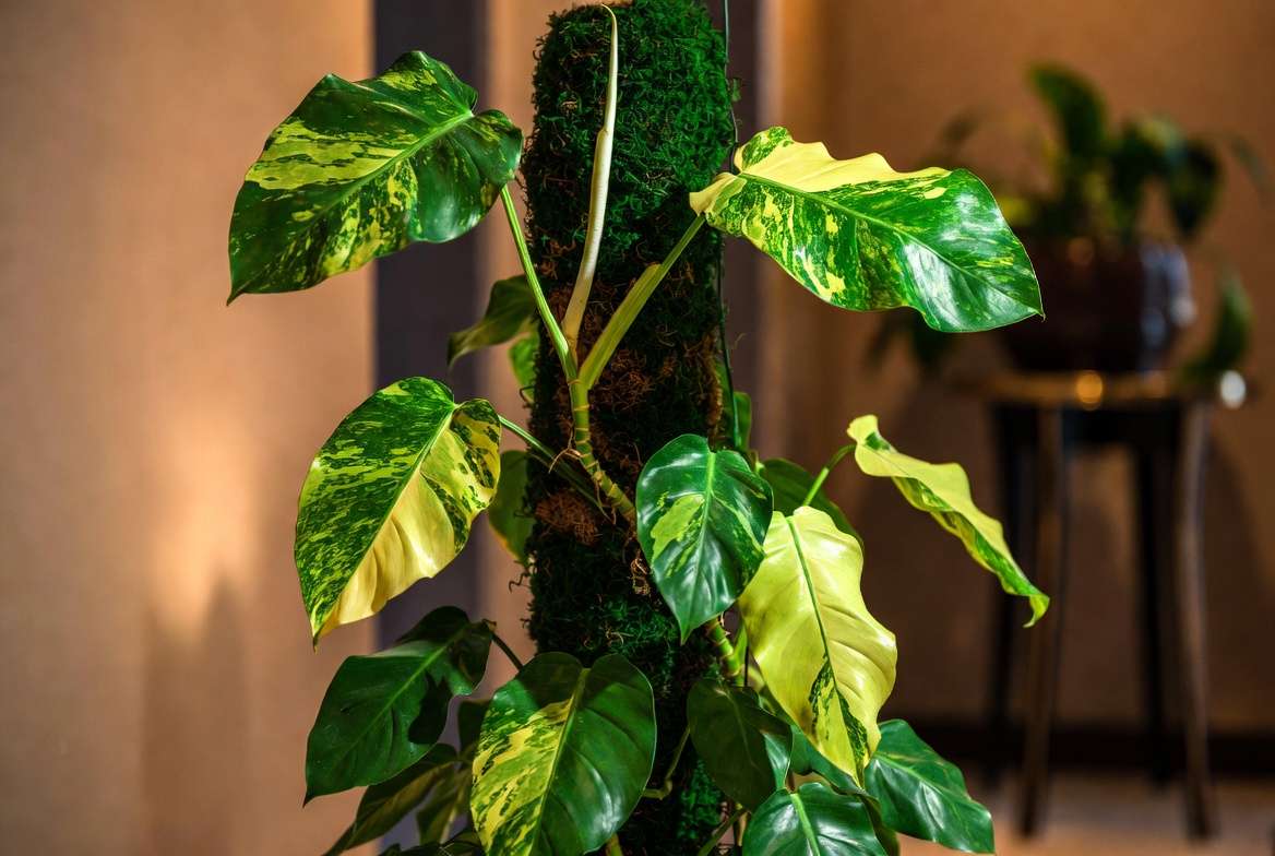 Mature Philodendron Jose Bueno plant climbing moss pole with large variegated leave