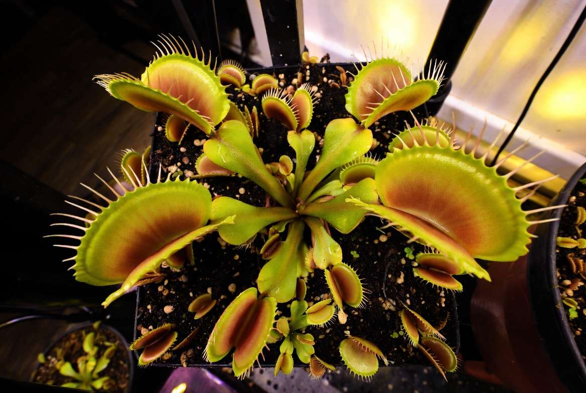 Advanced indoor growing setup for achieving very large Venus fly trap plants