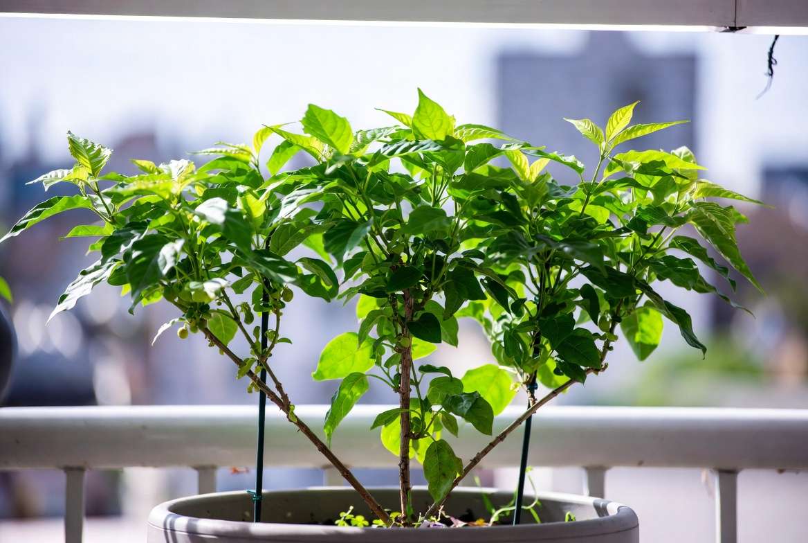 Advanced plant training with topping and LST for maximum bushy growth in pots