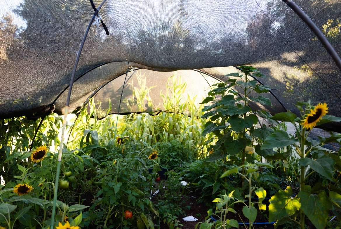 Successful garden using strategic shading garden plants techniques and companion planting