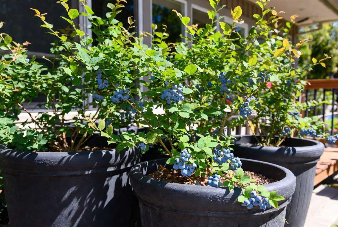 Growing Tifblue blueberry plants successfully in large containers