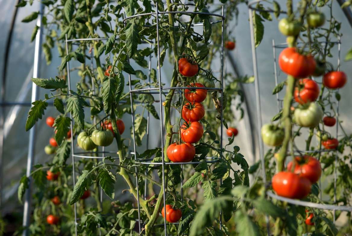 Advanced vertical trellising and high yield growing of Sunrise Bumblebee tomato plant