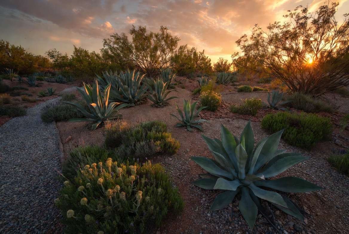 Beautiful xeriscape garden design with thriving agave plants