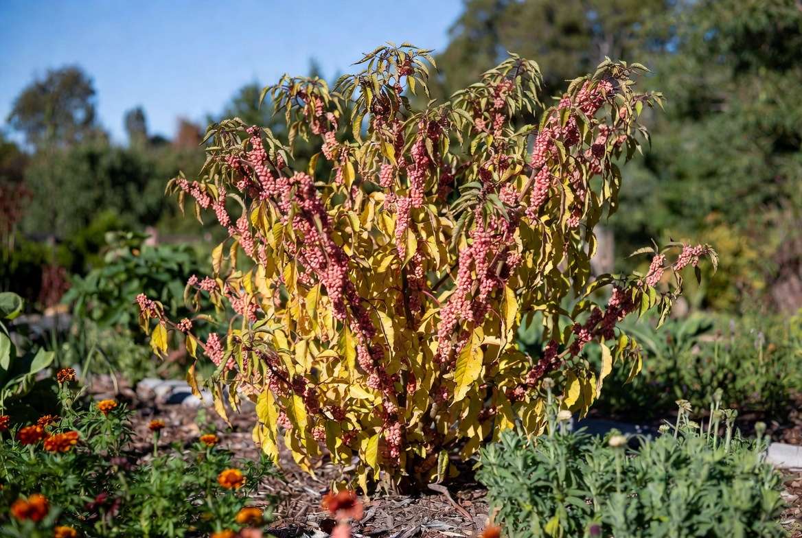Mature thriving Szechuan pepper plant in edible garden landscape