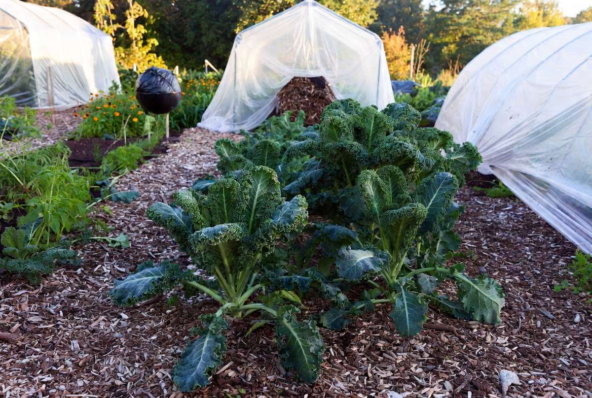 Advanced kale garden with season extension techniques like row covers and mulching