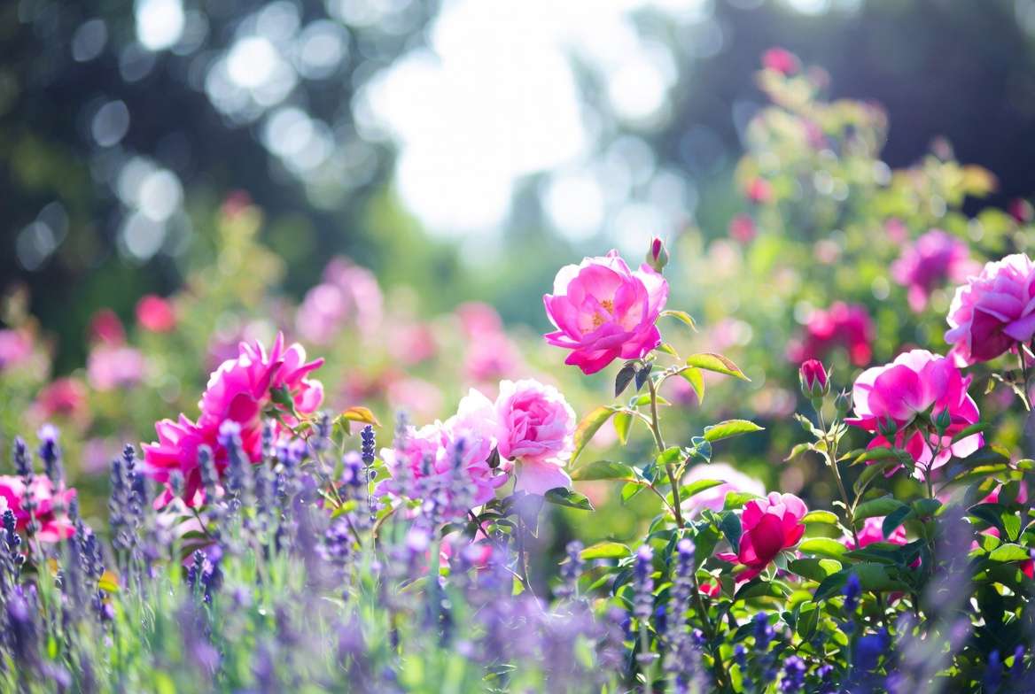 Beautiful companion planting ideas with pink flowers in a cottage garden design