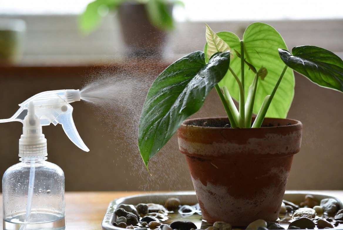 Proper aftercare for a topped pot plant with misting and bright light