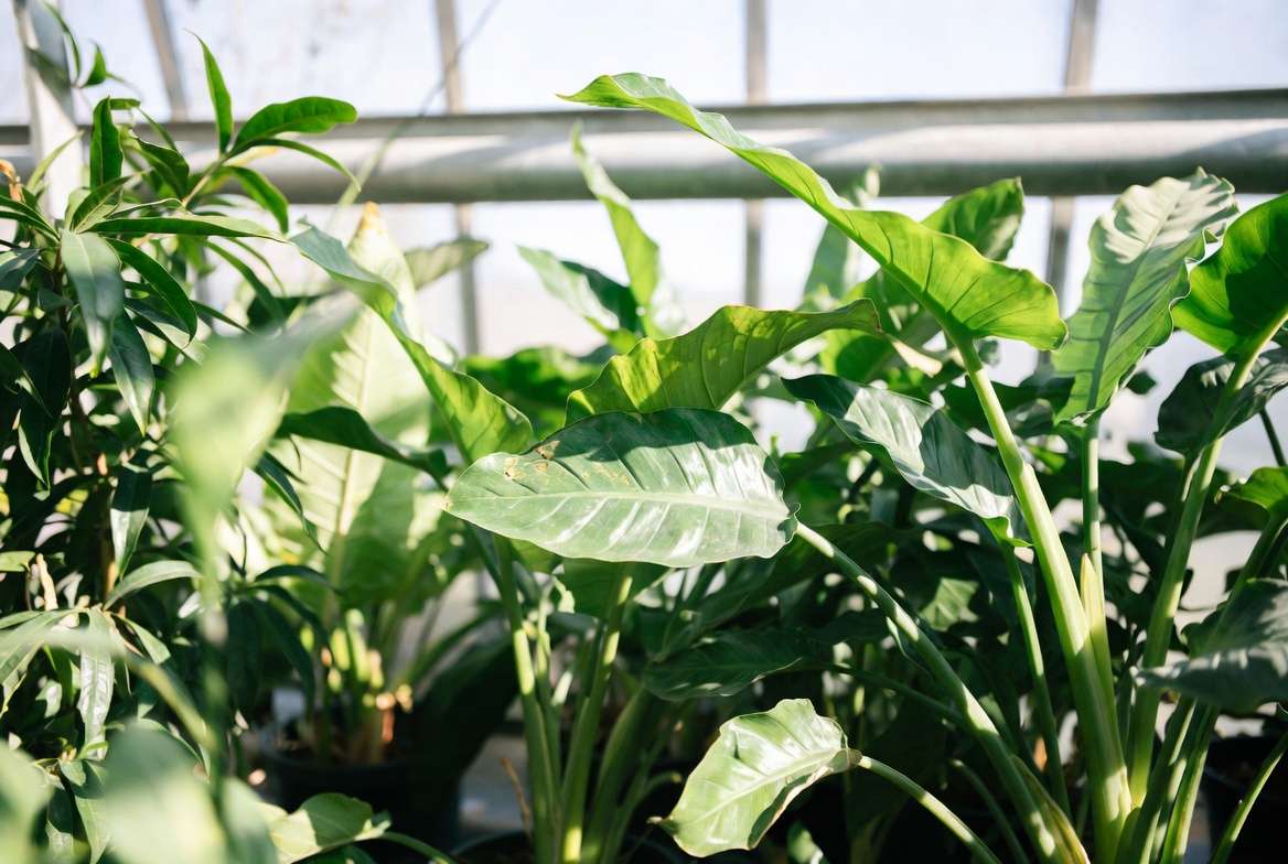 How Good Ventilation Reduces Fungal and Bacterial Issues