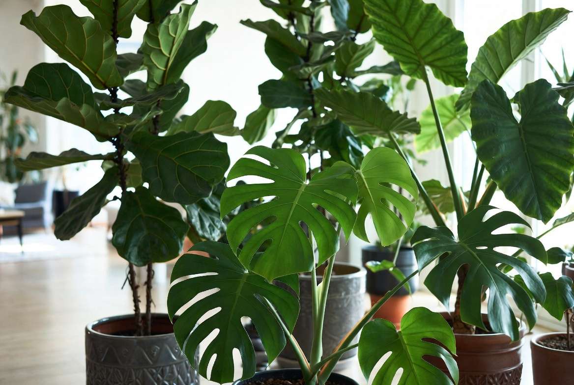Big leaves plant varieties including Monstera, Fiddle Leaf Fig, and Elephant Ear thriving indoors