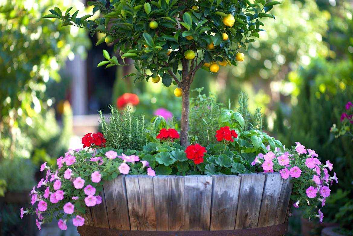 Best plants for barrel wood planters including flowers, herbs, and dwarf trees