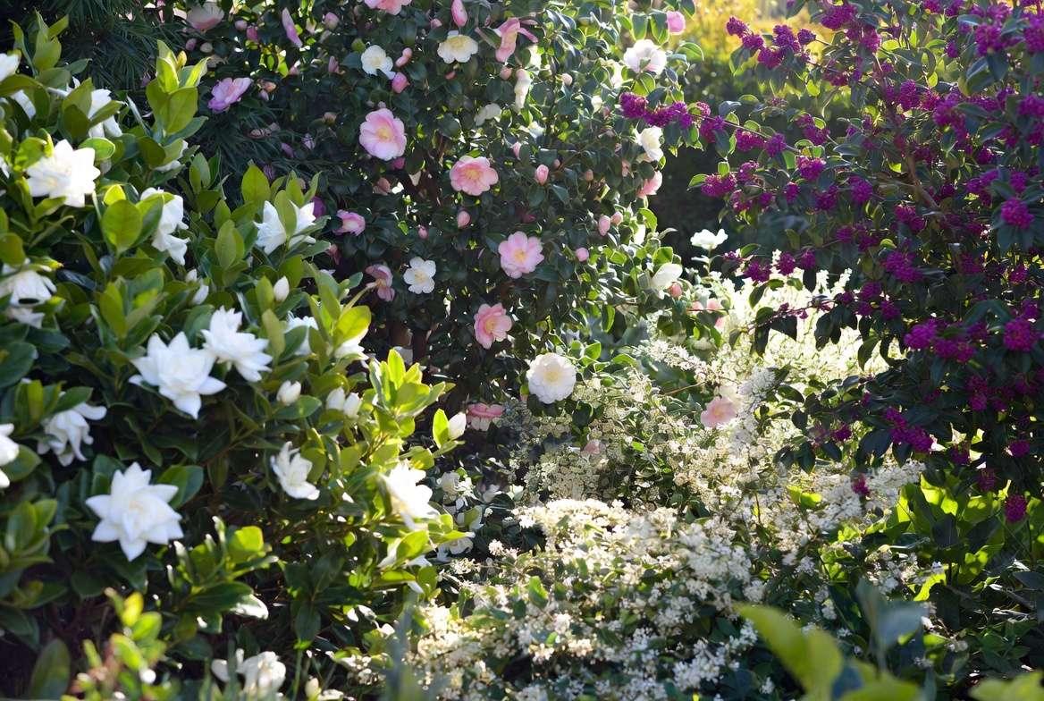 Flowering Gardenia, Camellia, and Beautyberry shrubs in a thriving Zone 8 garden
