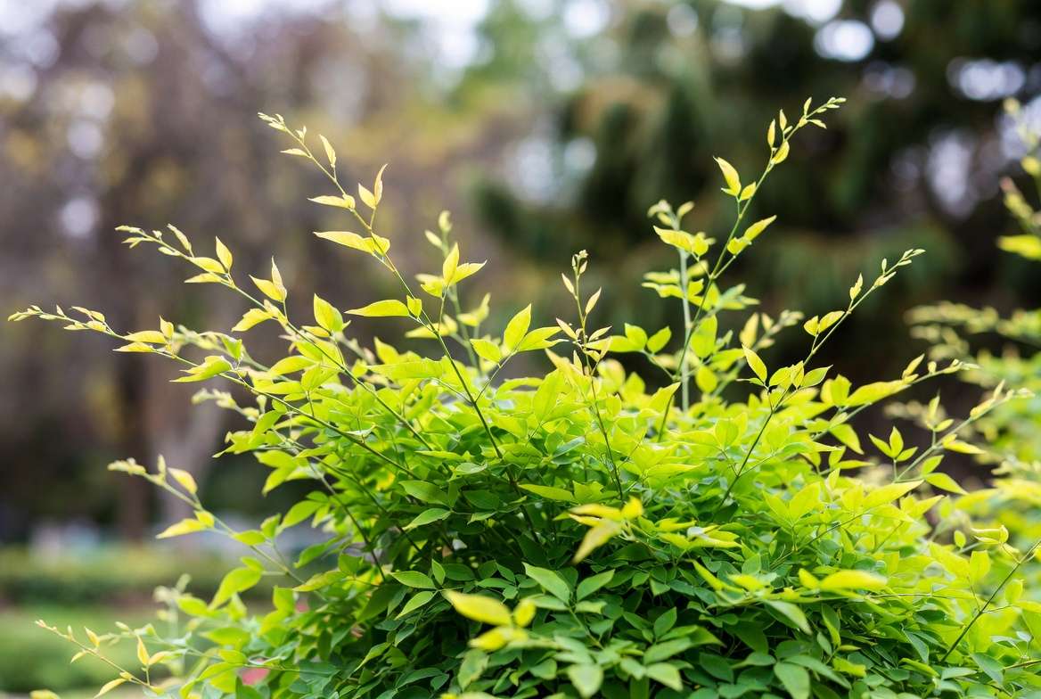 Lemon Lime Nandina plant showing bright chartreuse new growth and lime green mature foliage