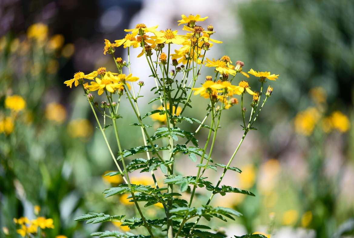 Tall Coreopsis tripteris plant showing yellow flowers and unique tripinnate leave