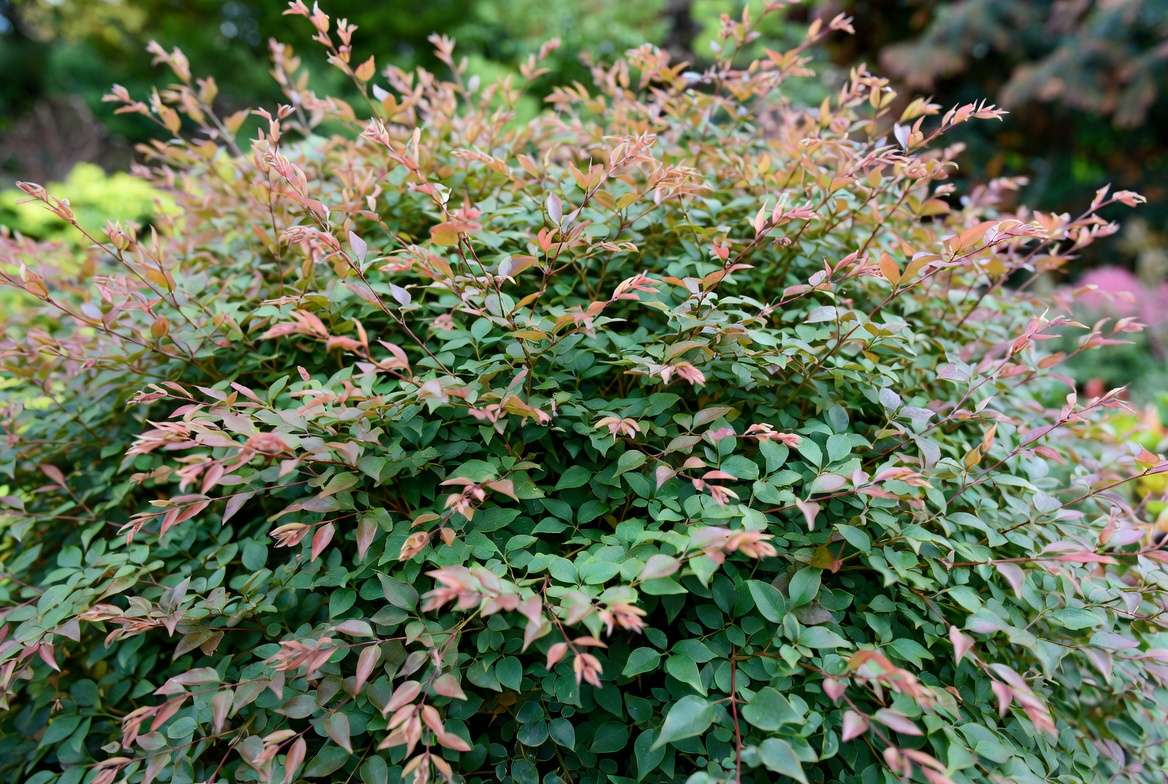Nandina Gulf Stream plant showing seasonal copper-red new growth and green foliag