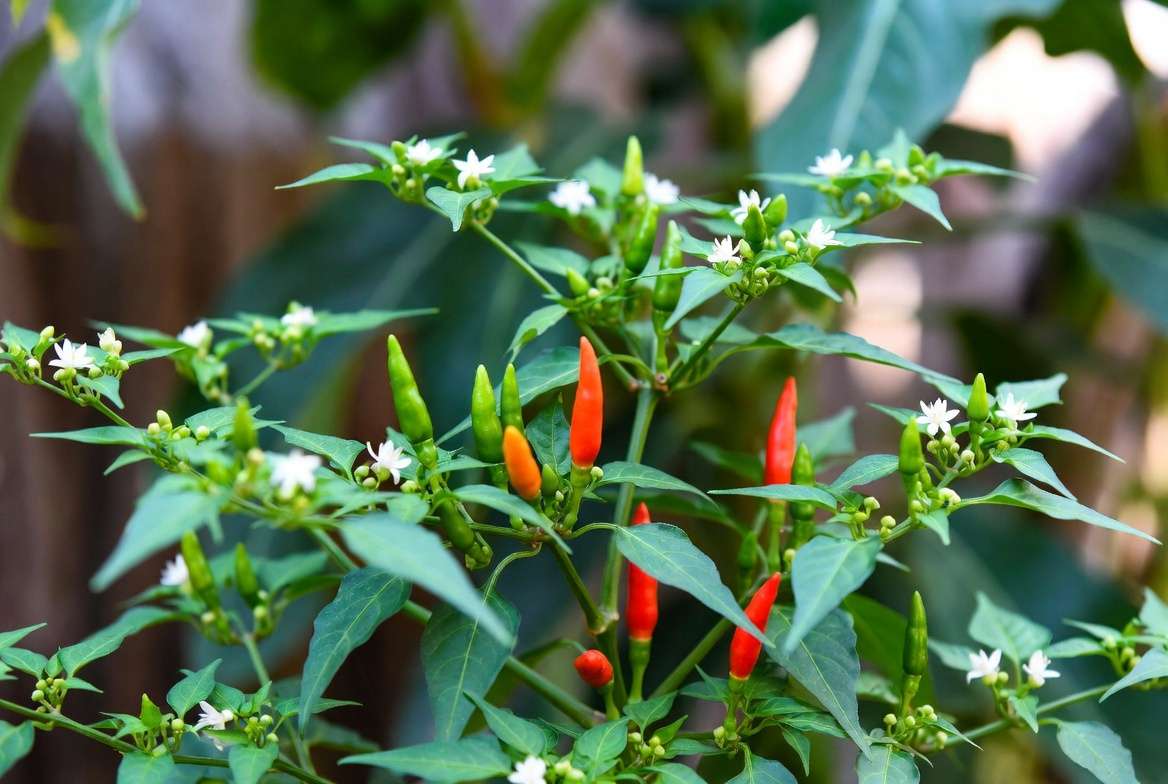 Thai chili pepper plant with green leaves, white flowers, and red ripe chilies growing outdoors