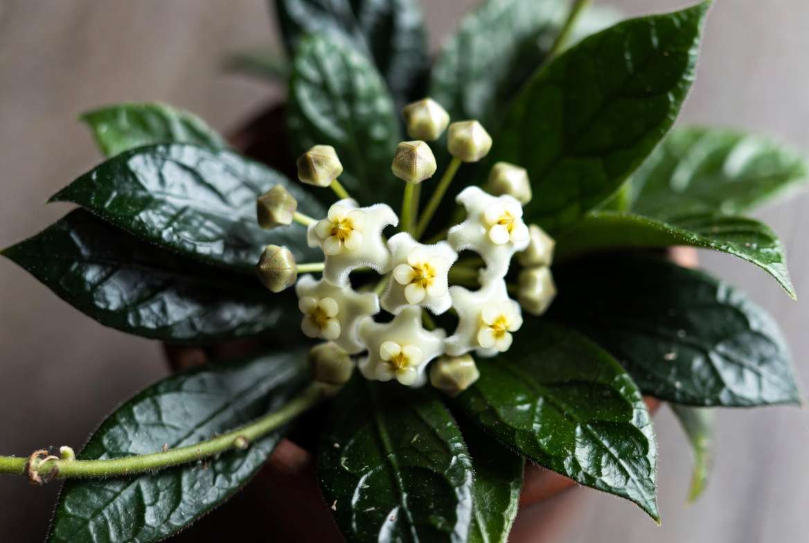 Hoya lacunosa plant with distinctive pitted leaves and fragrant star-shaped white flowers