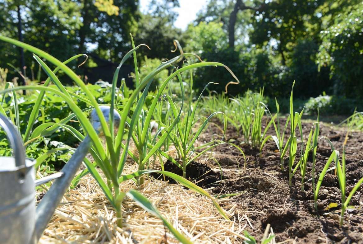 Healthy growing spring planted garlic plants with green shoots and mulch