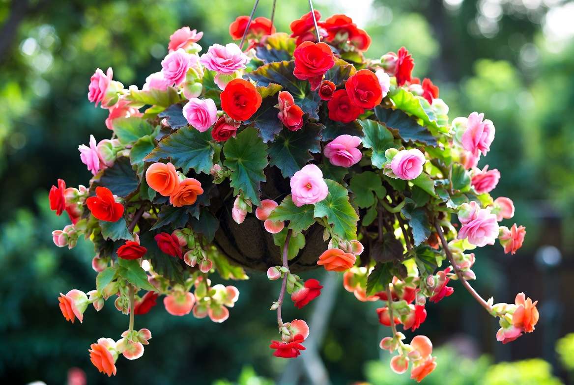 Trailing begonia plants with colorful cascading blooms and green foliage in a hanging basket