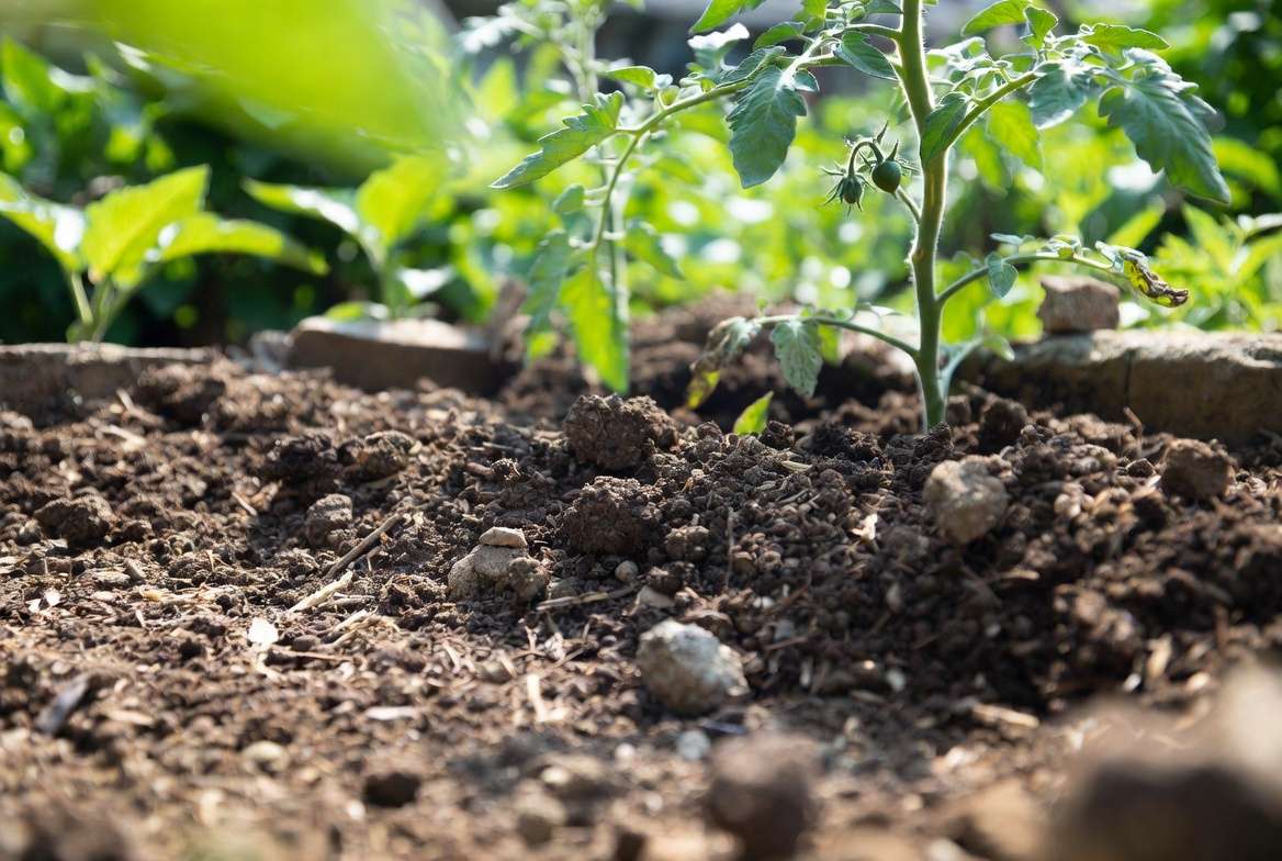 Preparing rich well-draining soil for Sunrise Bumblebee tomato plant in sunny garden bed