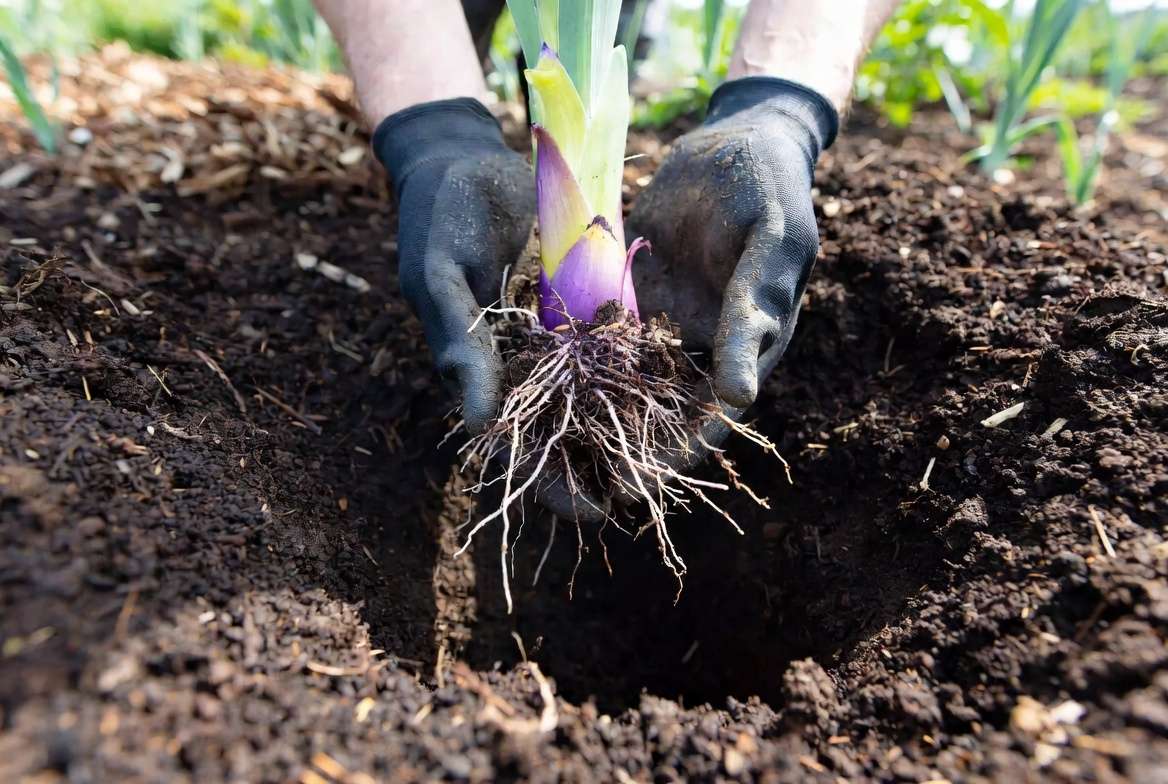 How to plant bicolor iris rhizome in garden soil with proper spacing and mulching