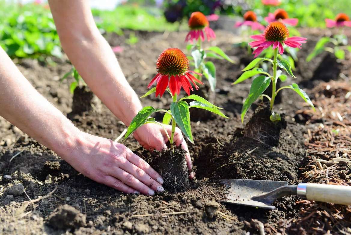 Planting red echinacea plant in well-draining soil in a sunny garden bed