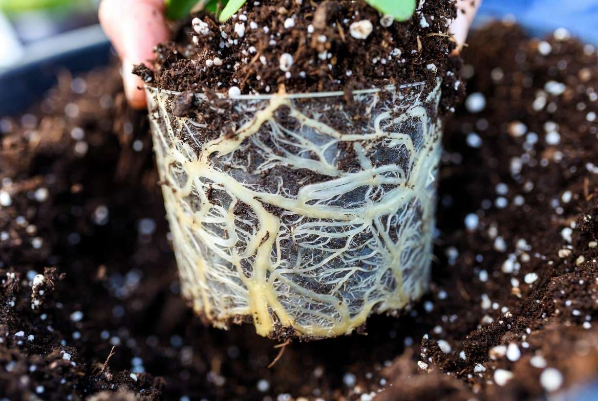 Repotting fast growing plants in nutrient rich well draining soil mix